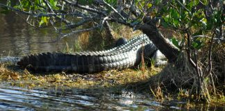 Merritt Island Wildlife Refuge Alligator Tail