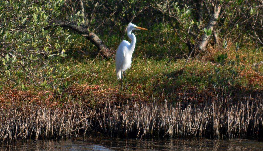 White Bird