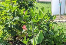 Fruits Trees in Brevard Dwarf Cavendish Banana