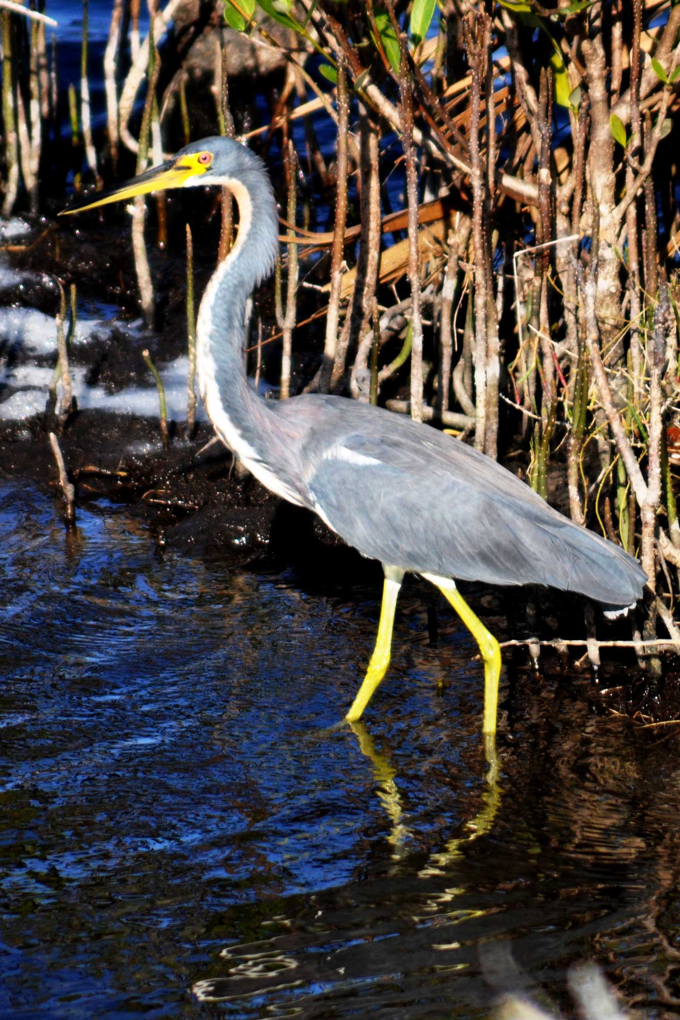 Wading Bird