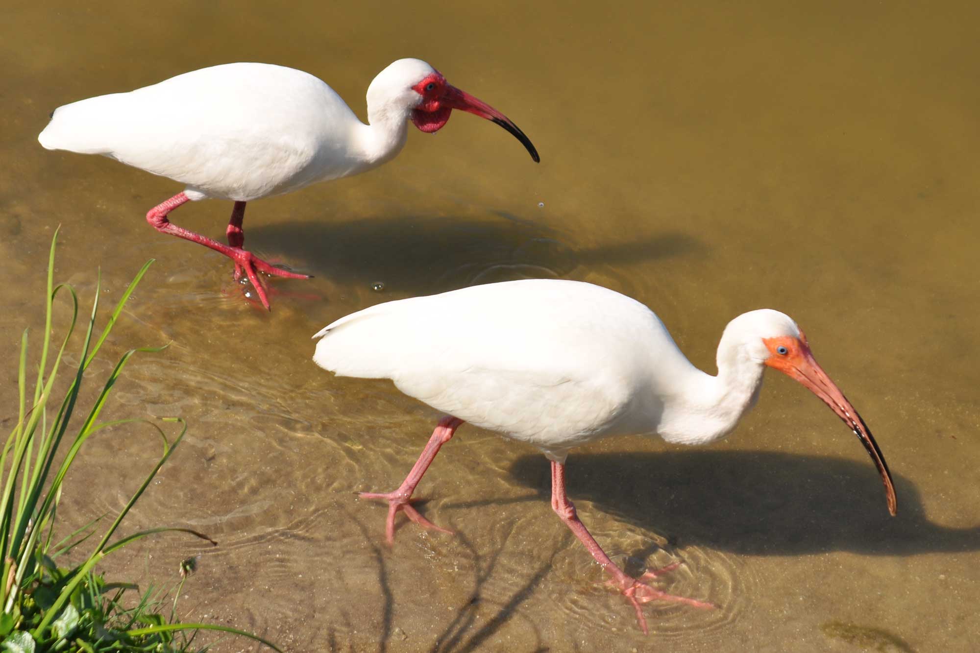Birds on the Hunt