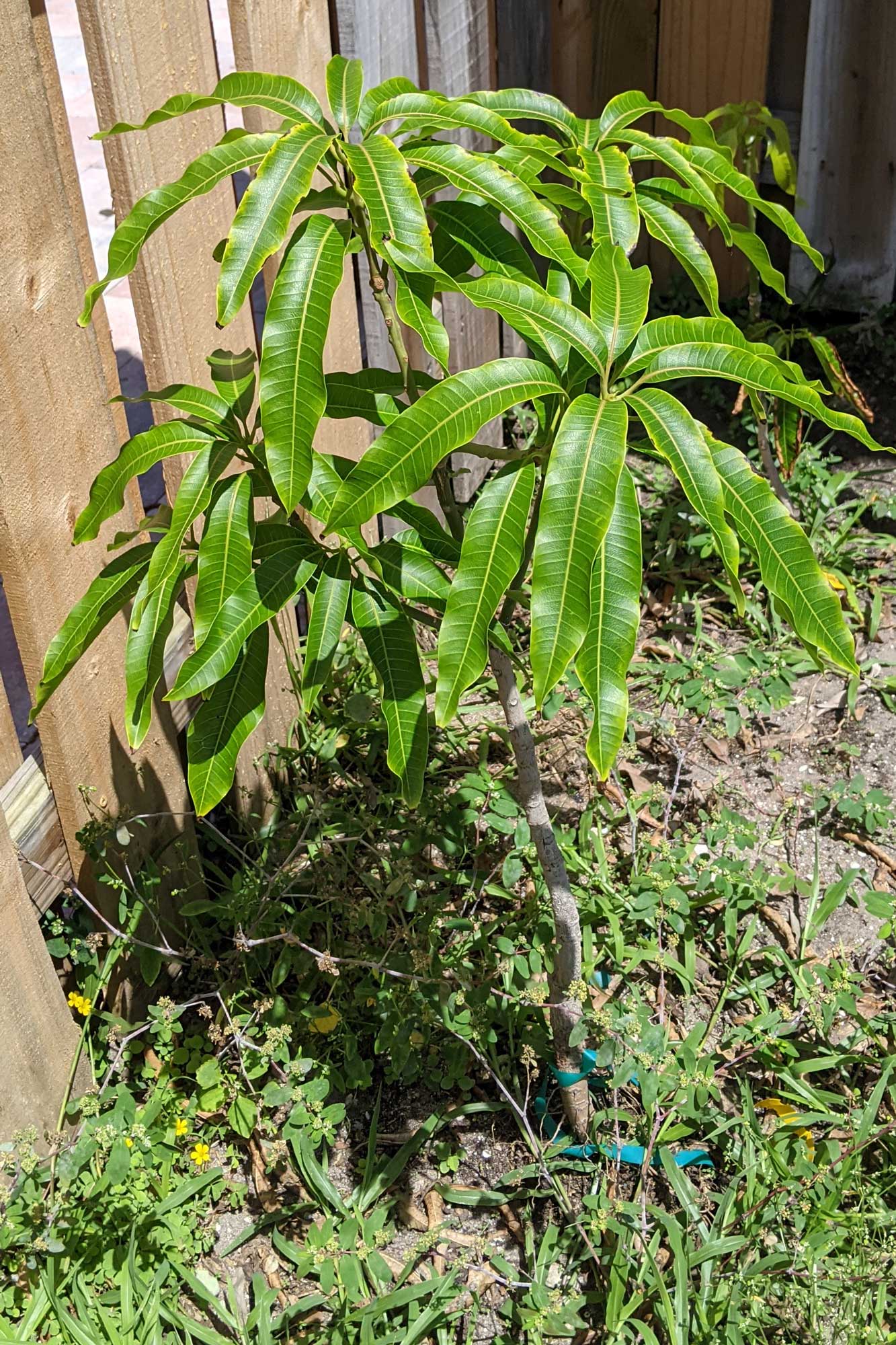 Cogshall Mango, April 27, 2021