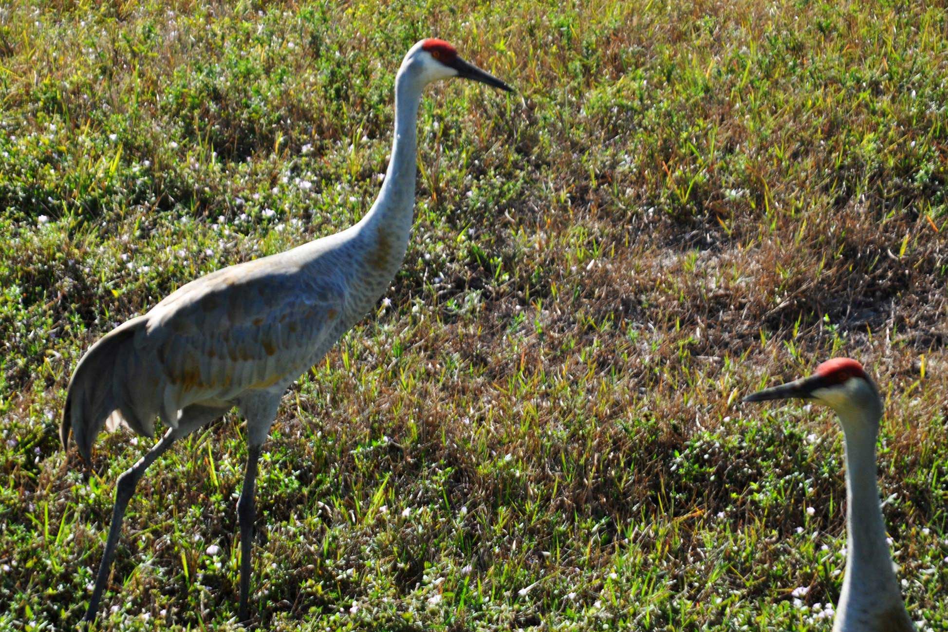 Cranes at the Dump