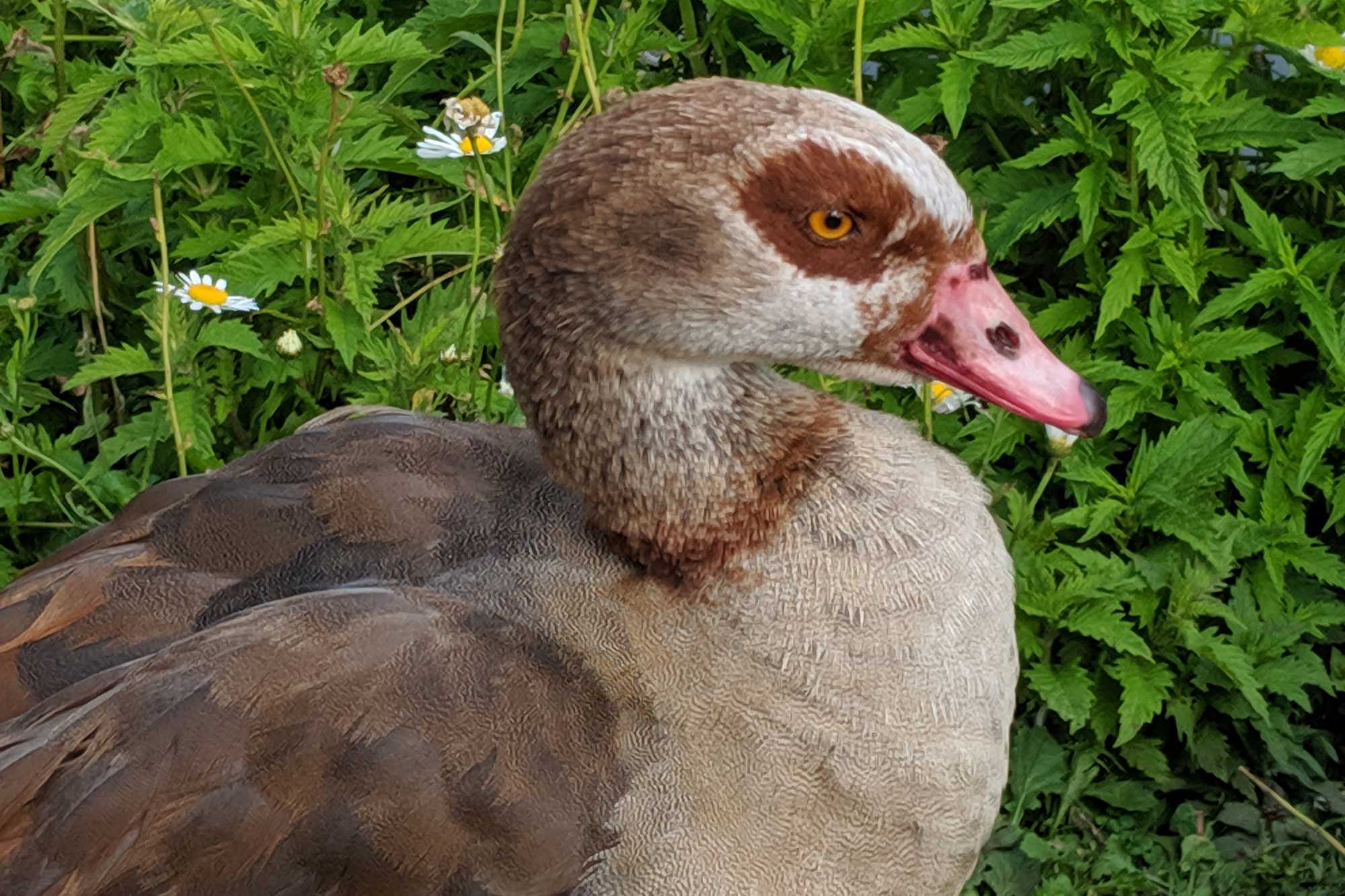 Duck
