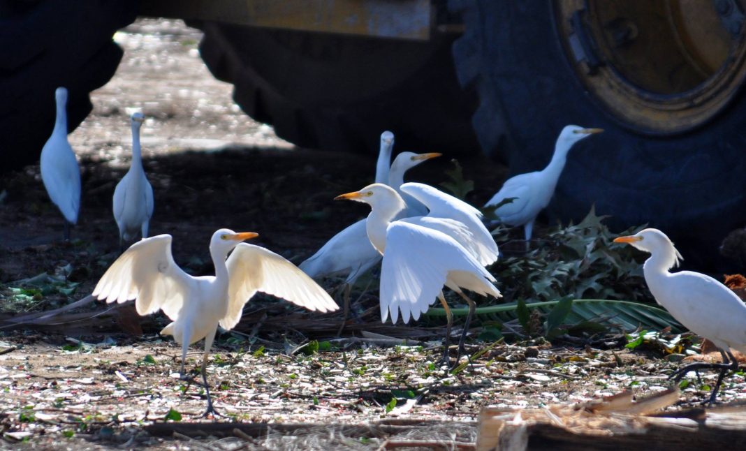 Birds at the Dump