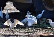 Birds in Brevard Birds at the Dump