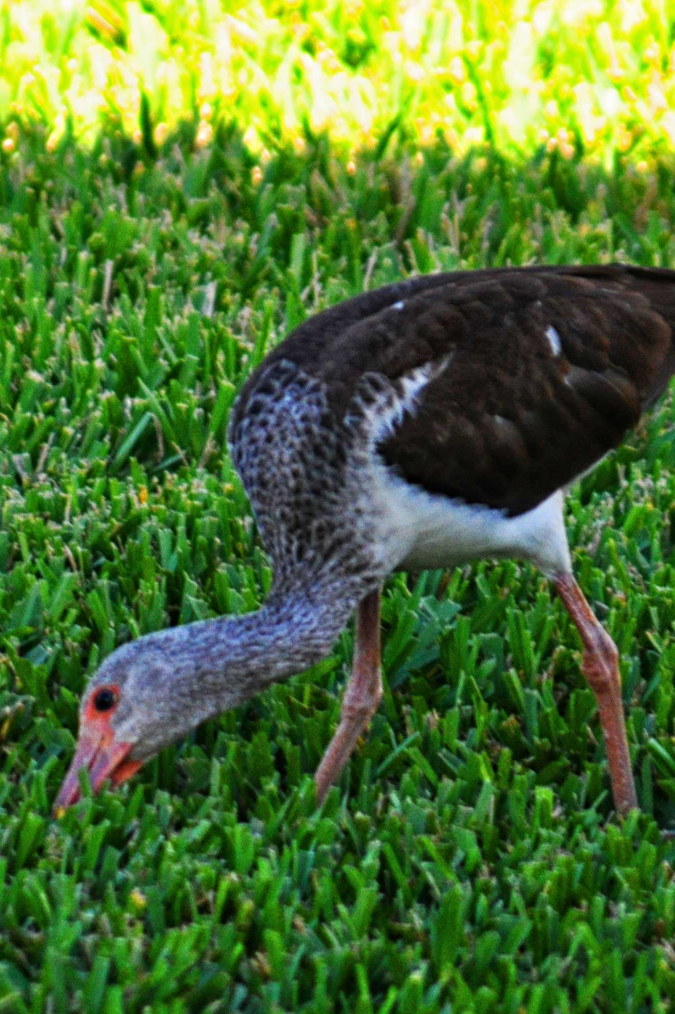 Foraging Bird