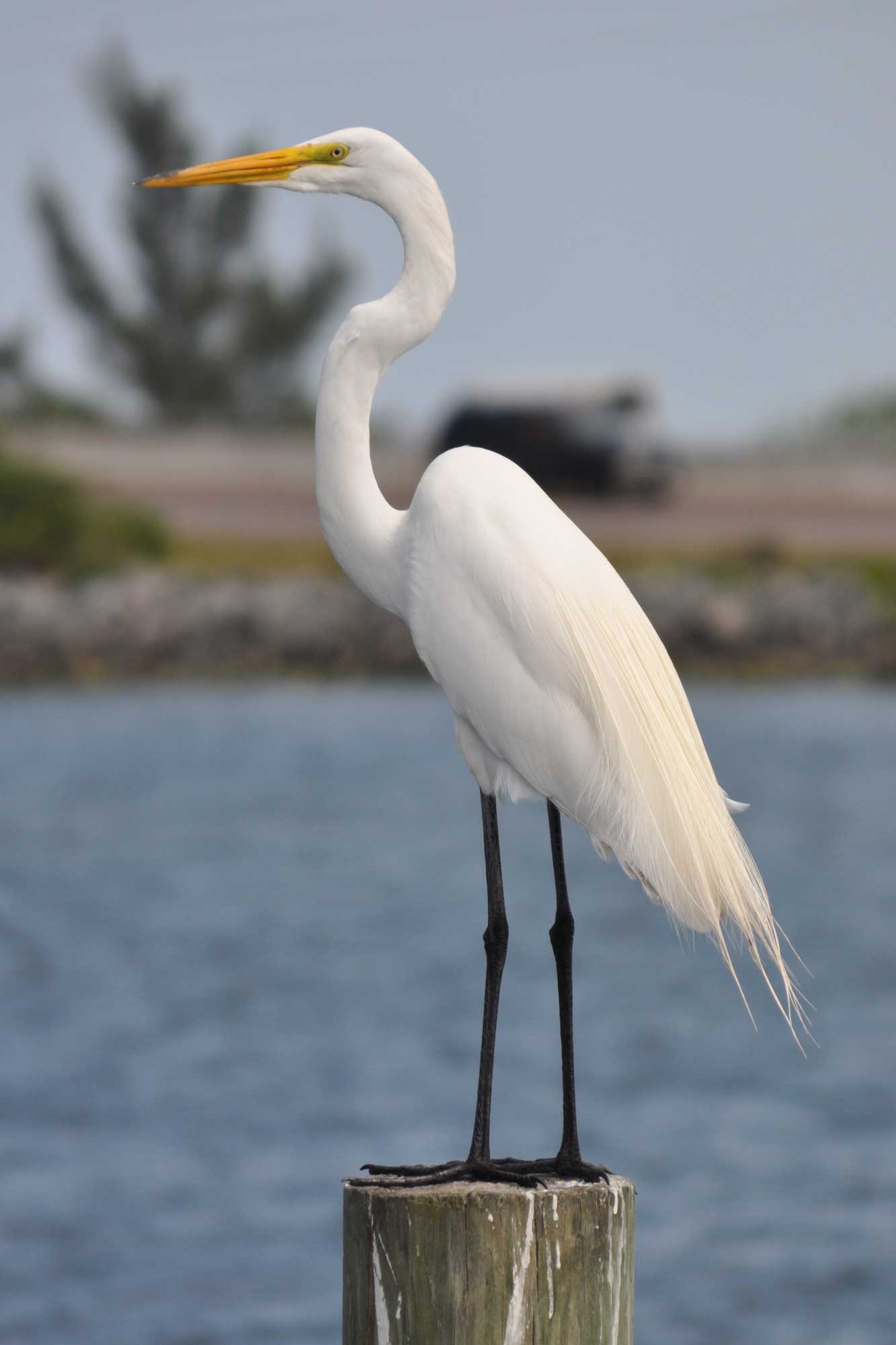 Egret