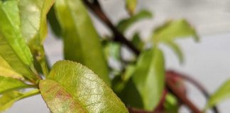Peach Trees on the Space Coast Flordaglo Peaches, April 27, 2021
