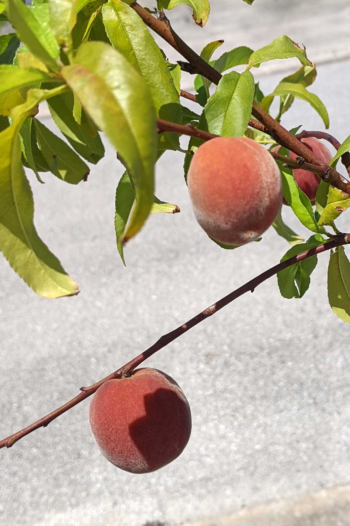 Flordaglo Peaches, April 27, 2021