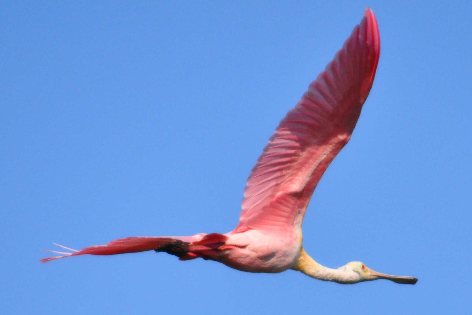 Flying Pink Bird
