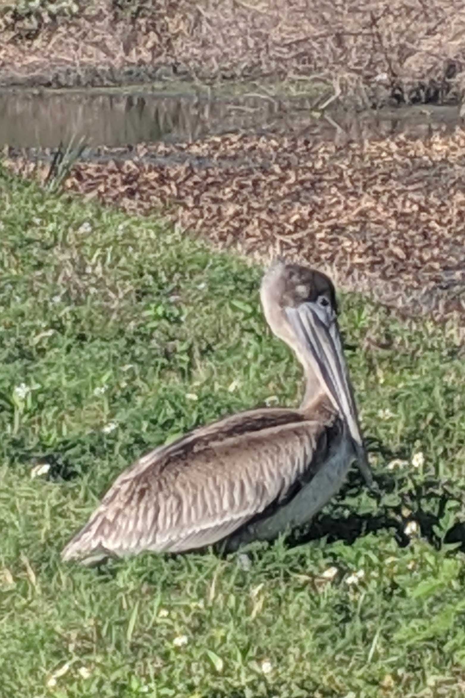 Pelican Injured by Road