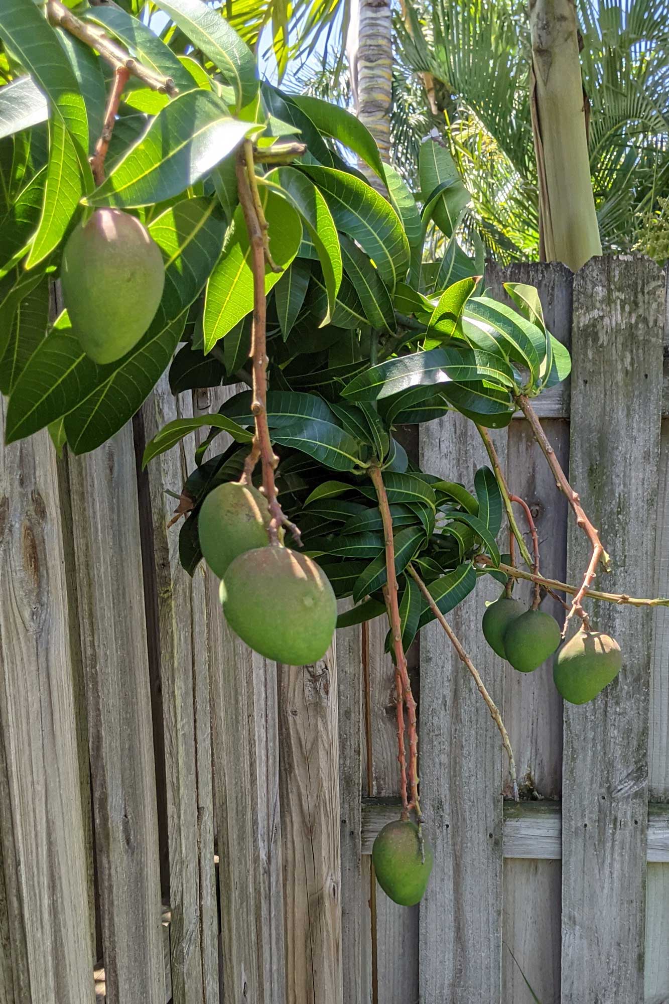 Kent Mango, April 27, 2021