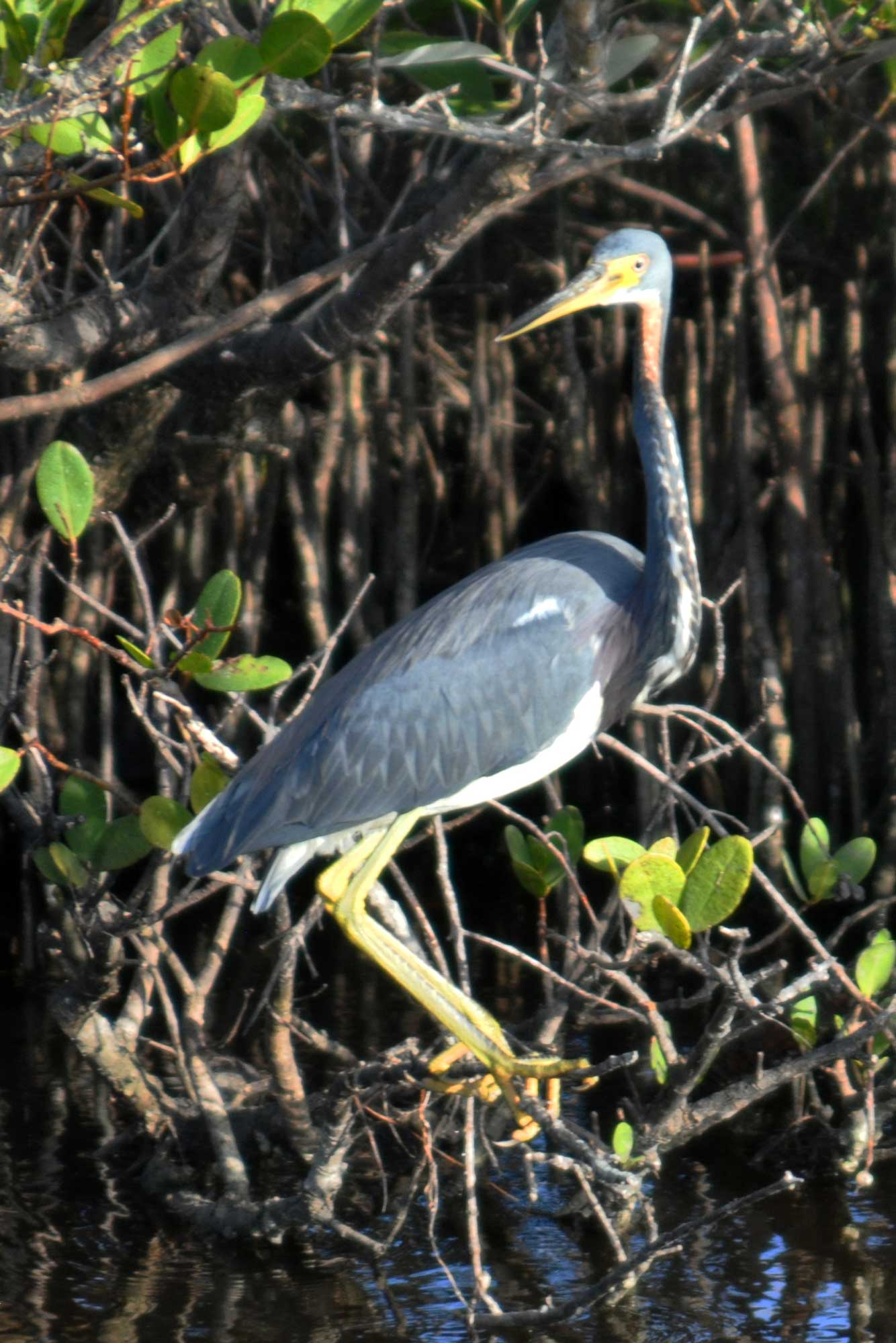 Wildlife Refuge Bird