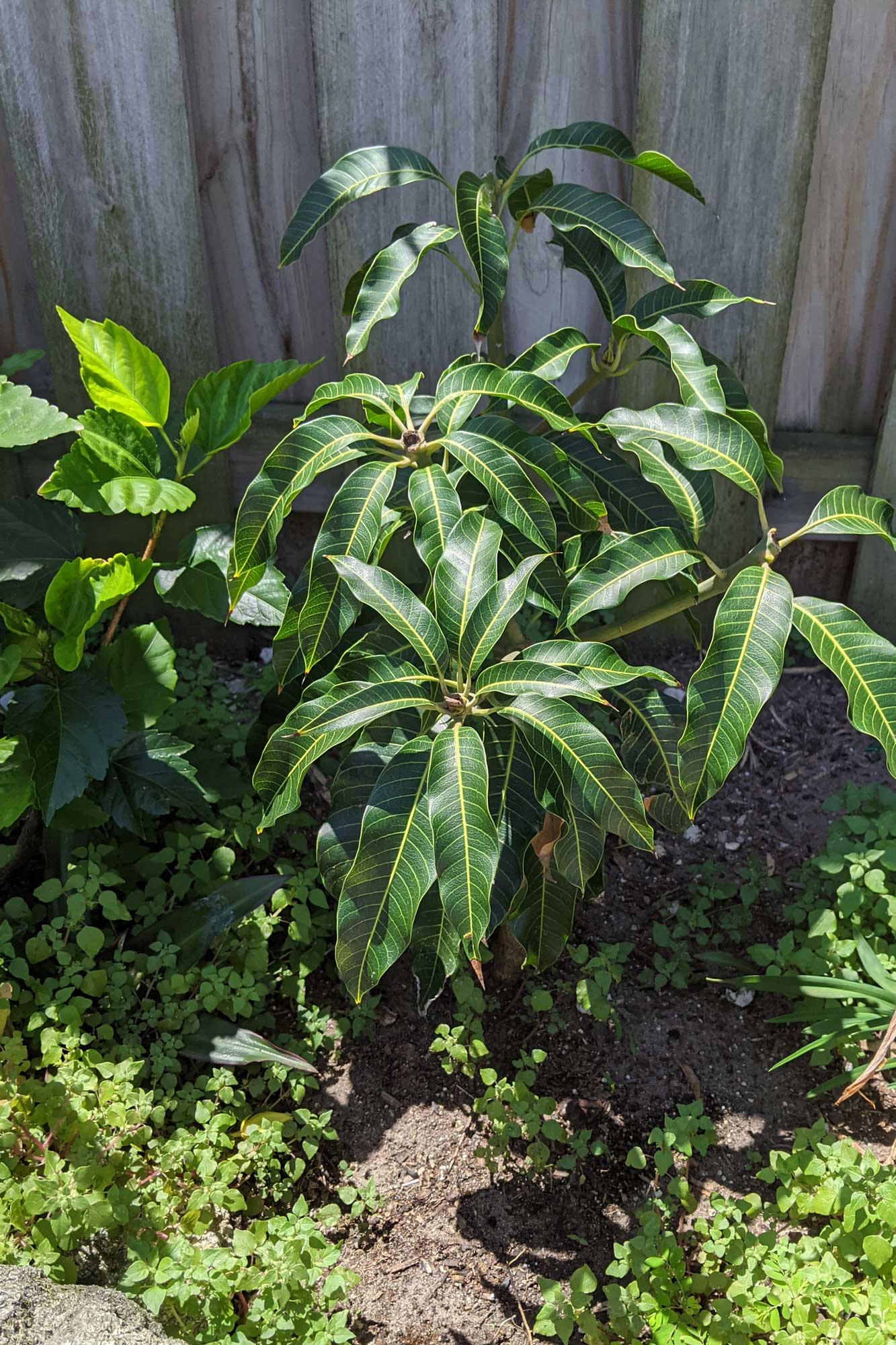 Nam Doc Mai Mango, April 27, 2021