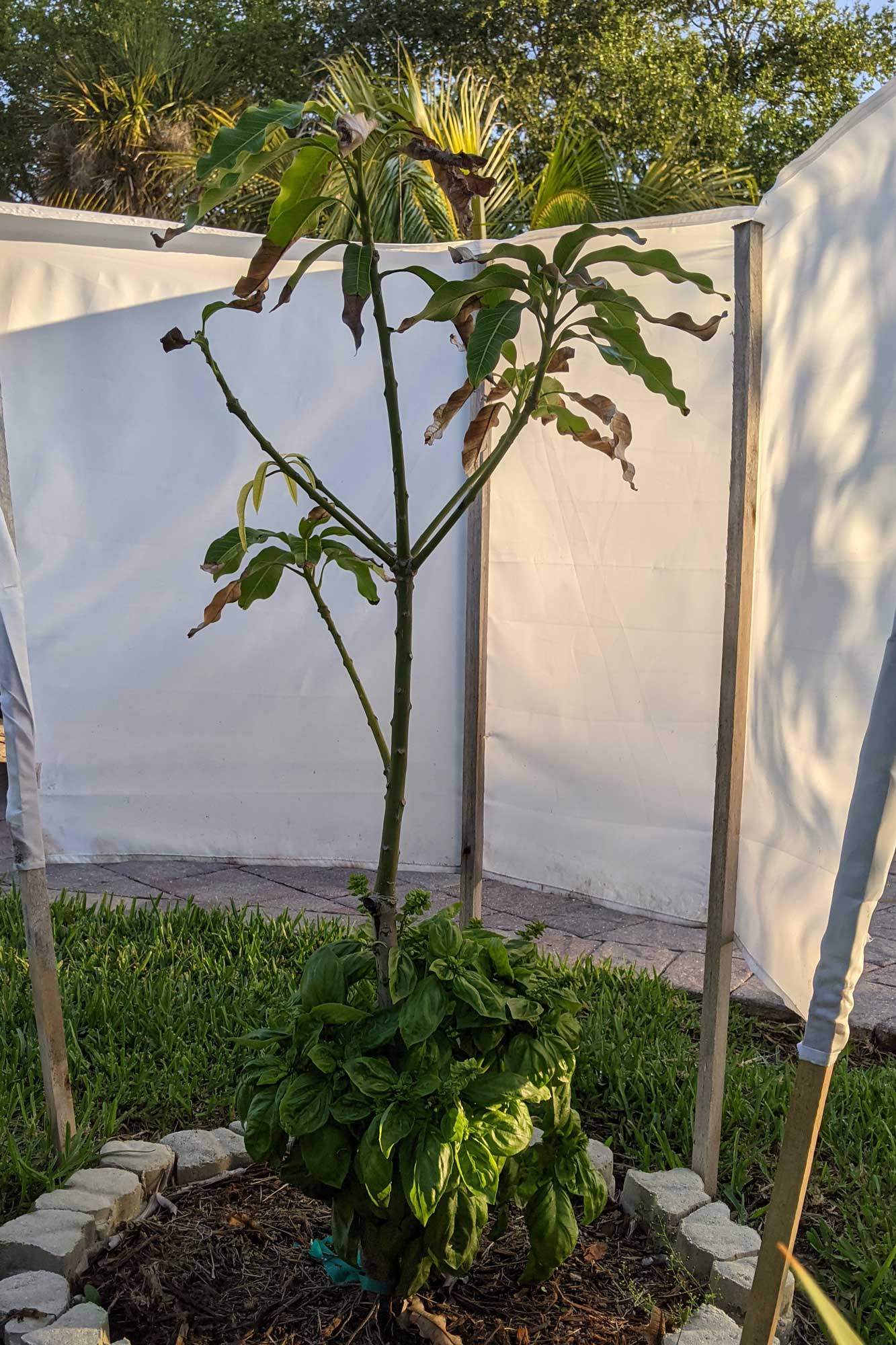 Nam Doc Mai with Small Basil at Base, April 28, 2021