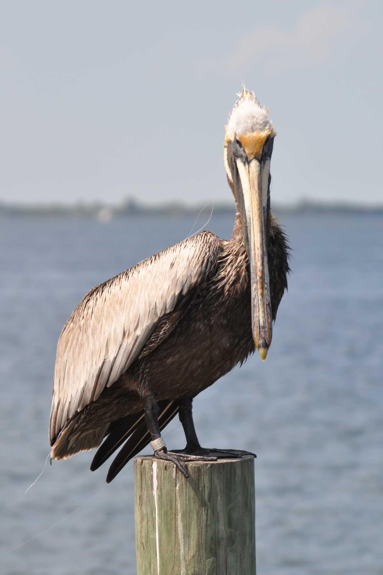Pelican
