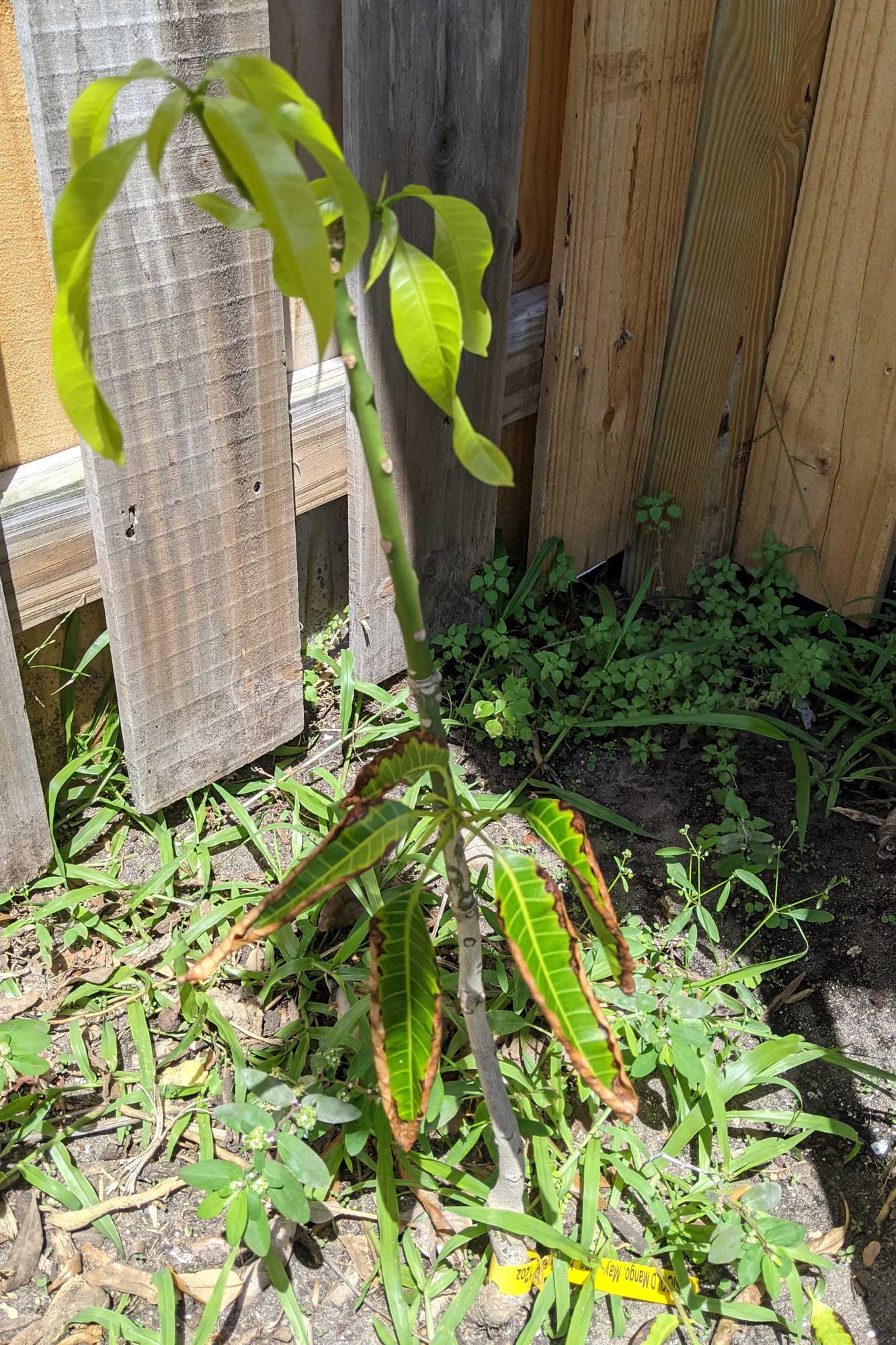 Rosigold Mango, April 27, 2021