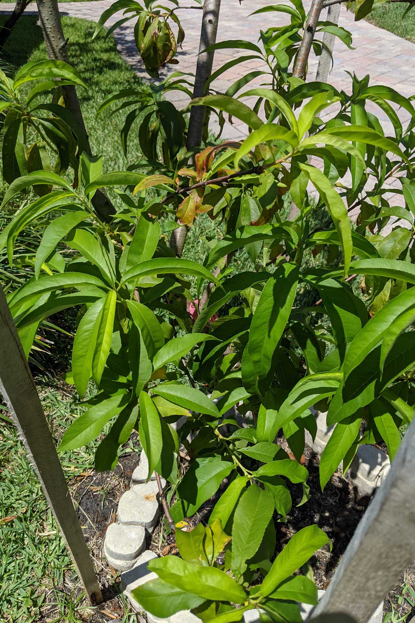 Tropic Beauty Peach, April 27, 2021