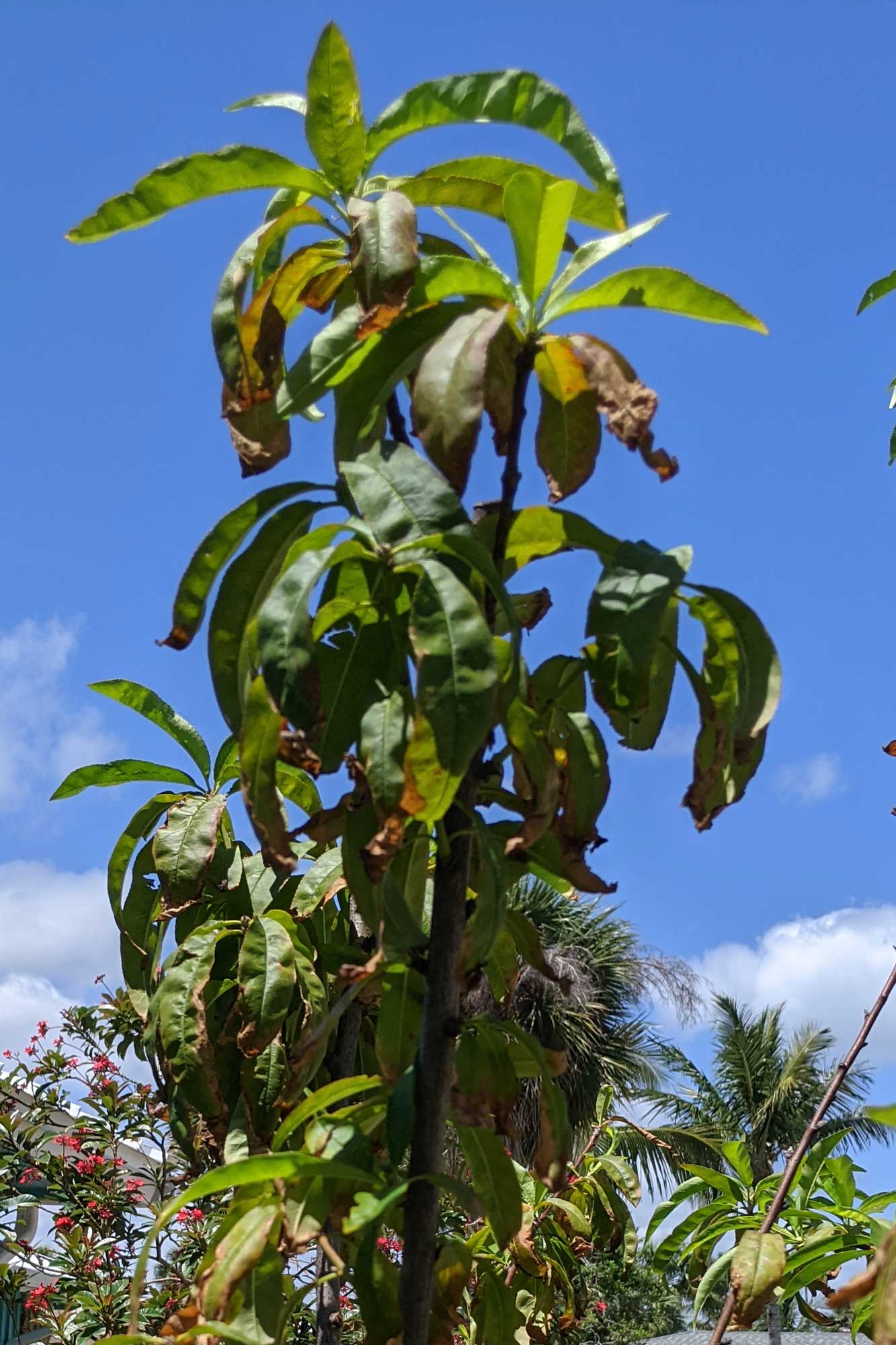 Tropic Beauty Peach, April 27, 2021