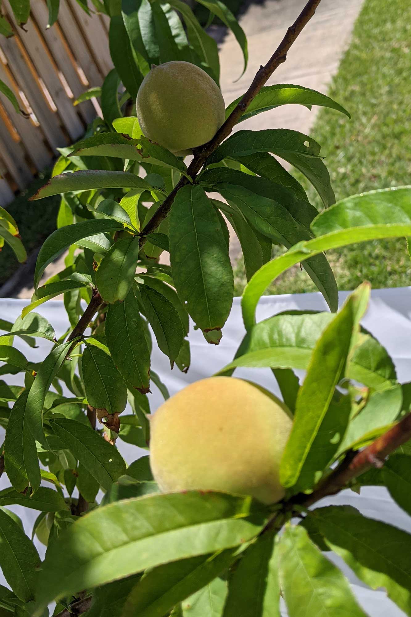 Tropic Snow Peach, April 27, 2021