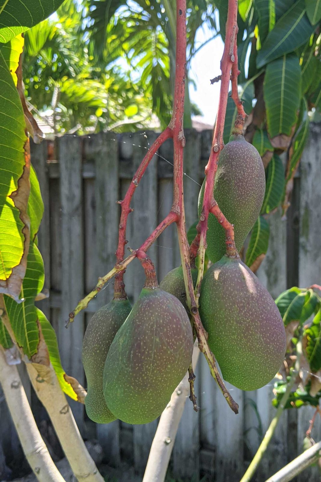 Valencia Pride Mangoes, April 27, 2021