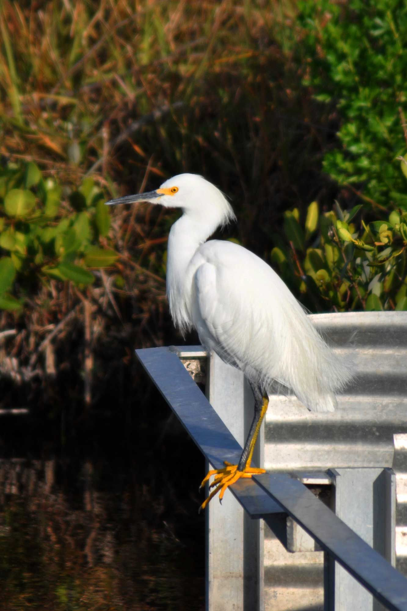 White Bird