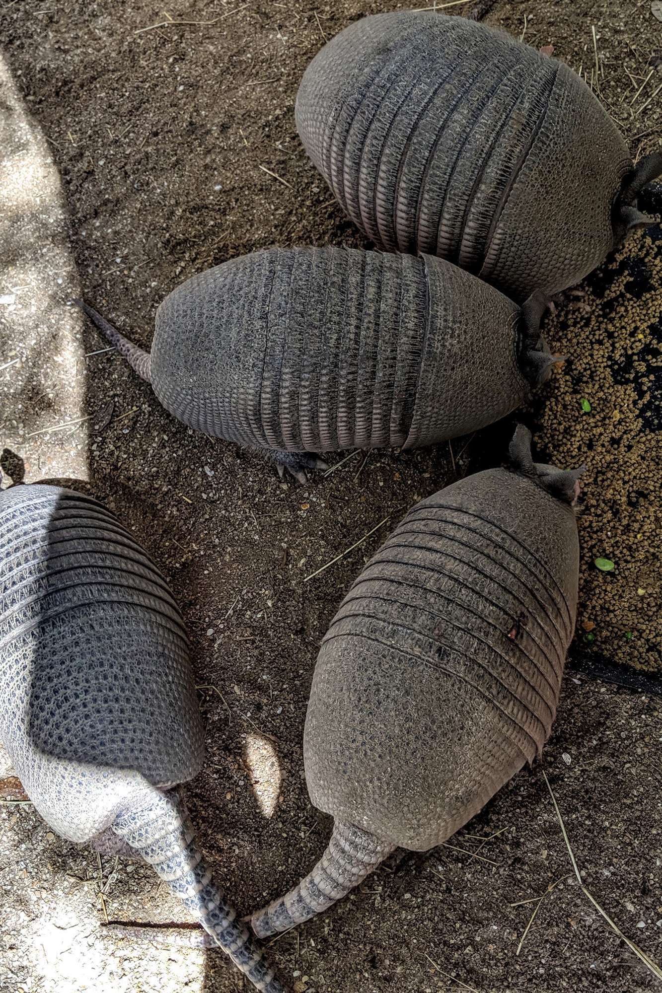 Armadillos Eating