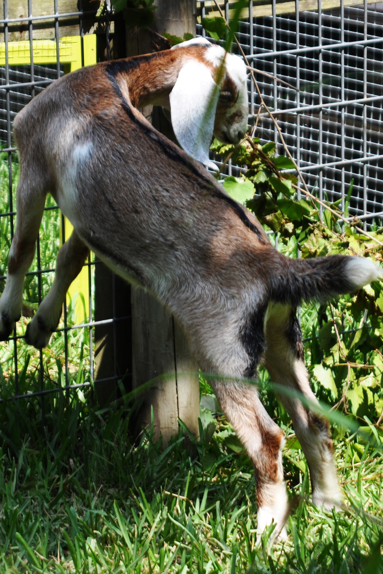 Baby Goat