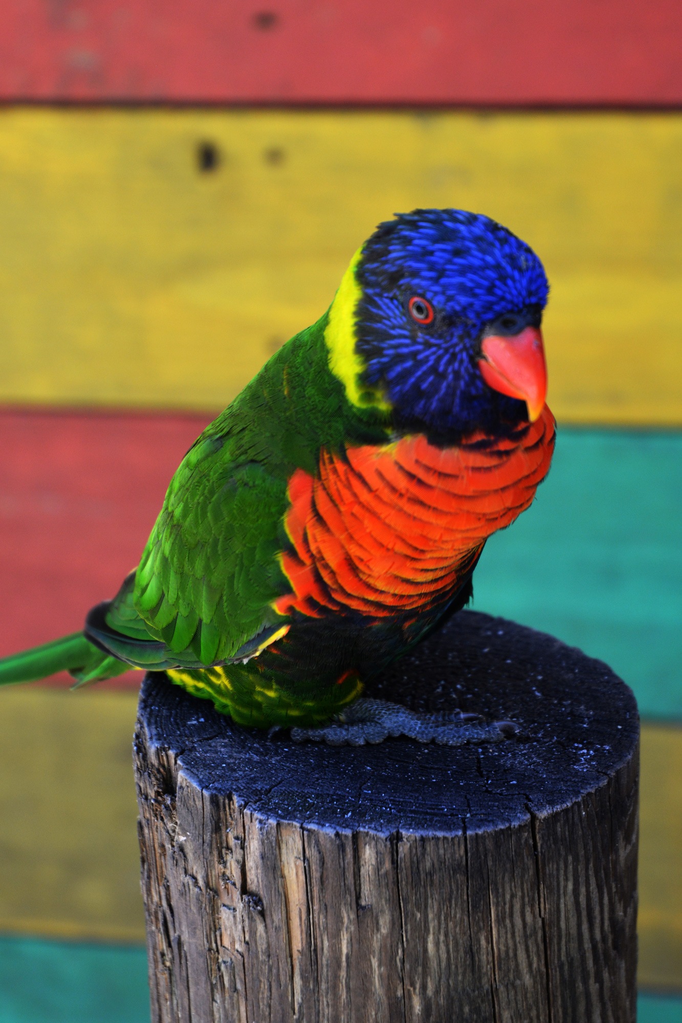 Lorakeet