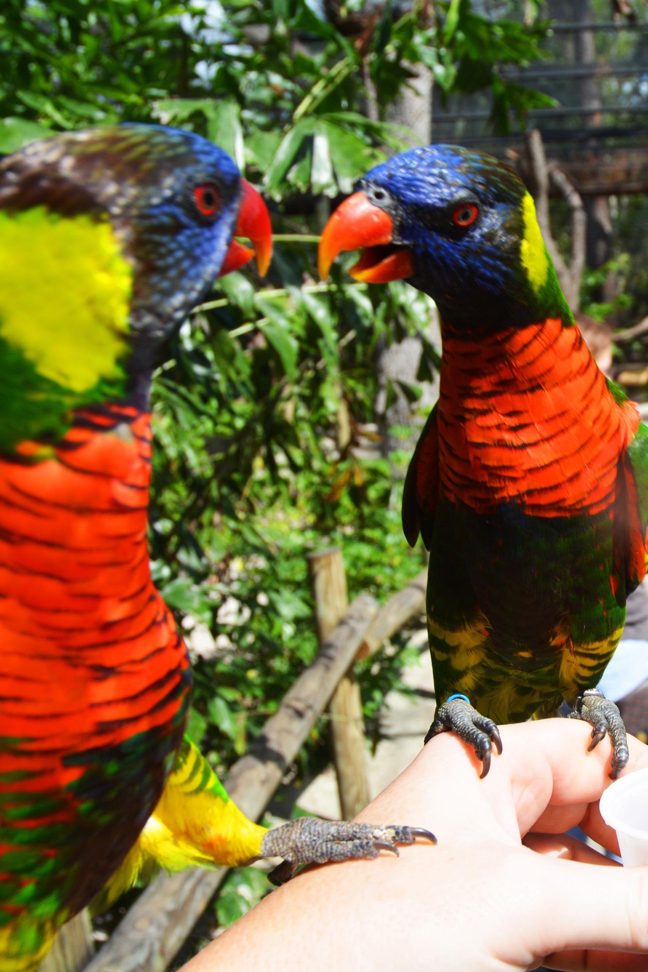 Lorakeets