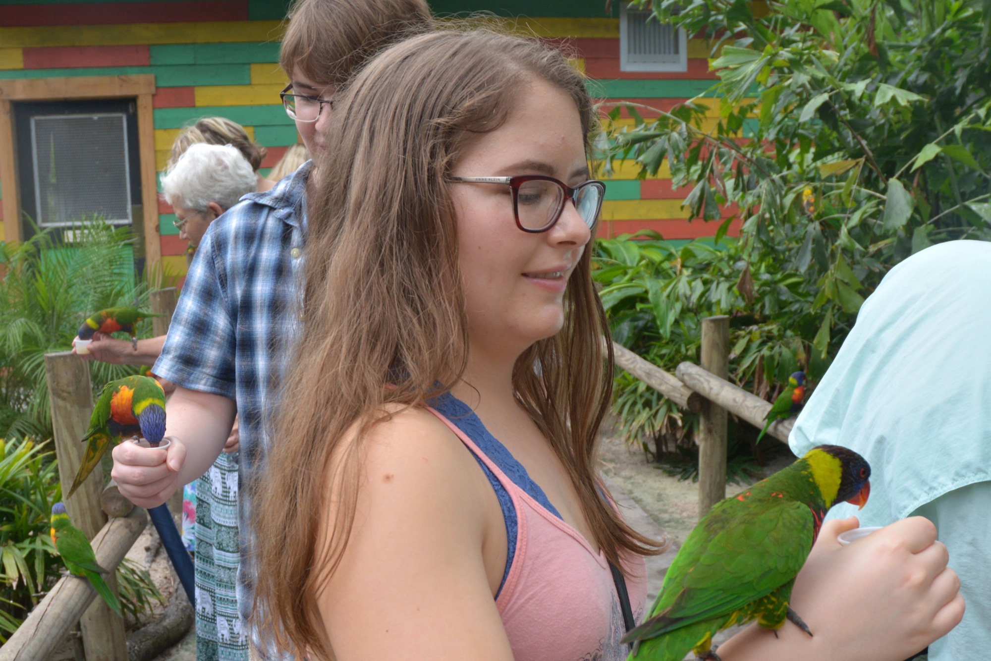 Feeding Lorakeets