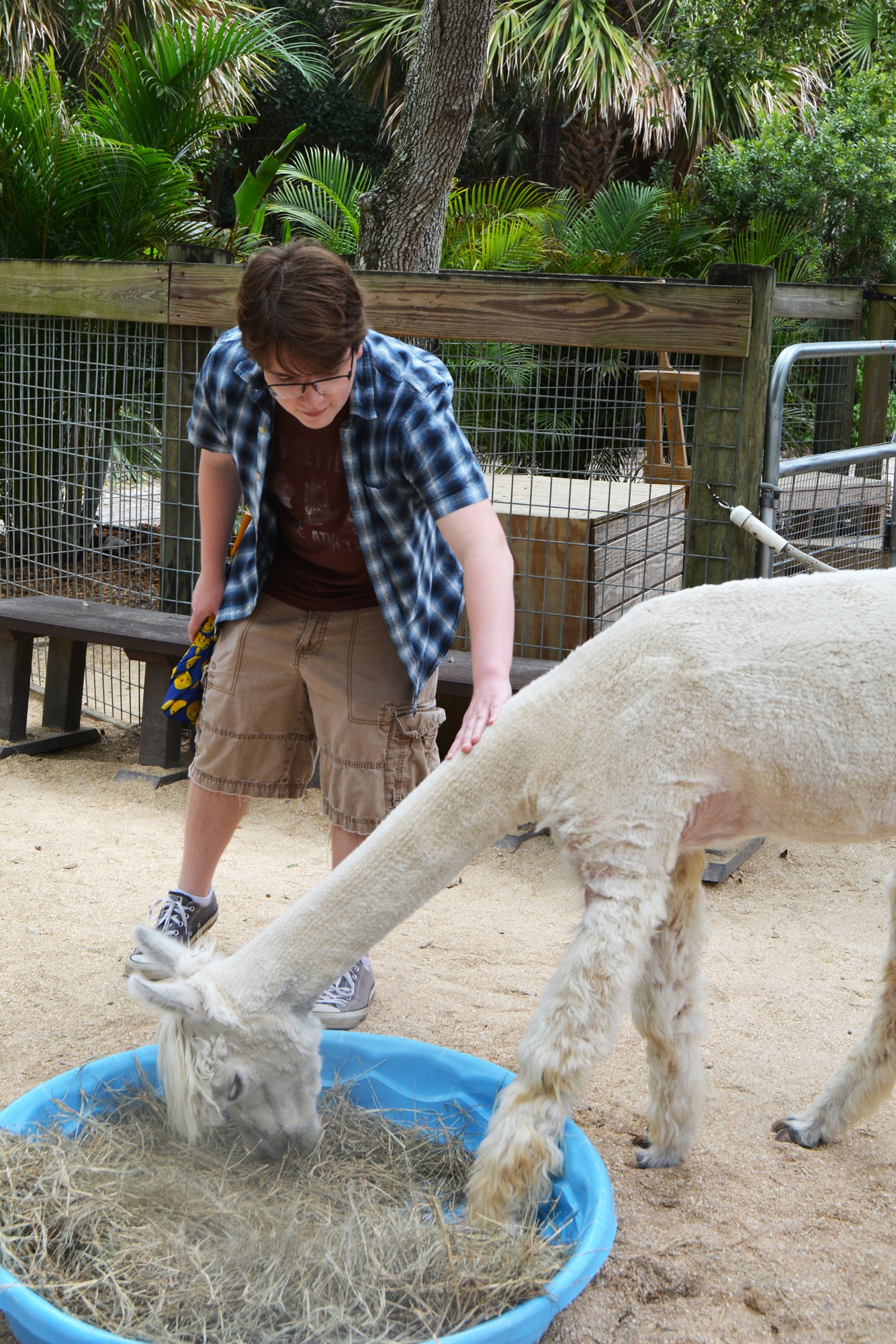 Petting an Alpaca
