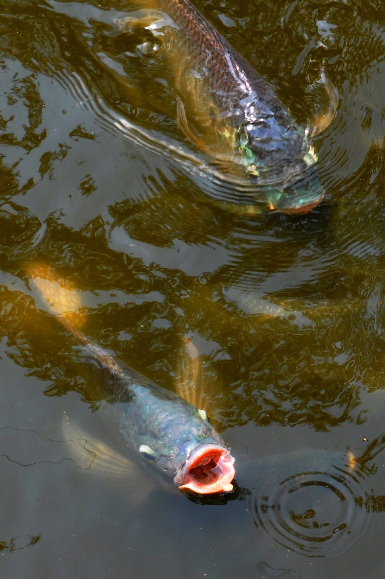 Fish