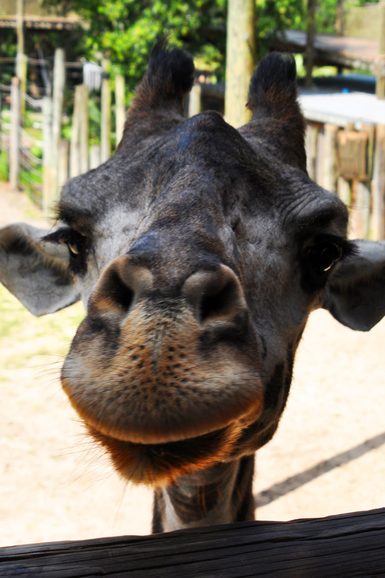 Giraffe