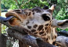 The Brevard Zoo Giraffe