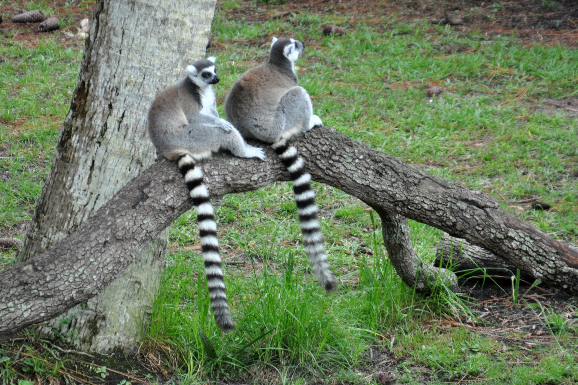 Lemurs