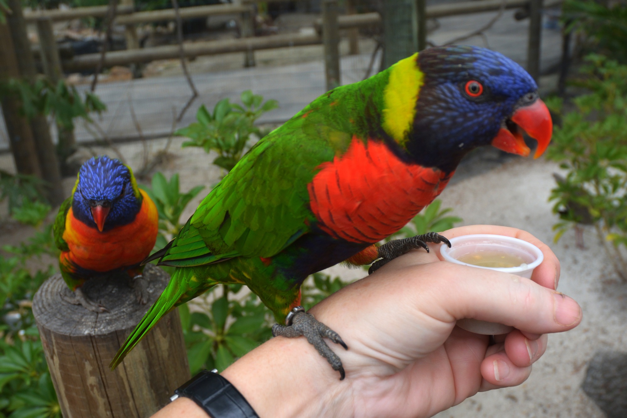 Lorakeets Eating