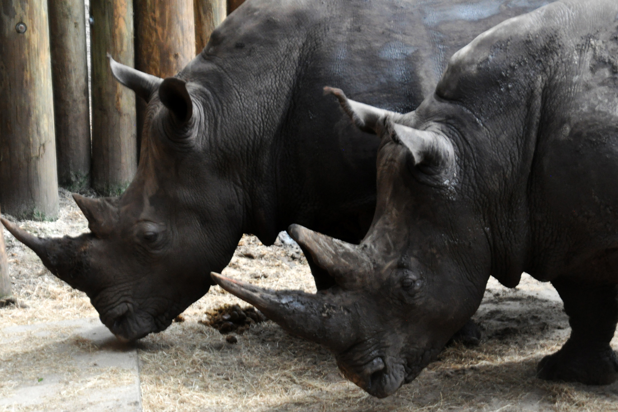 Rhinos