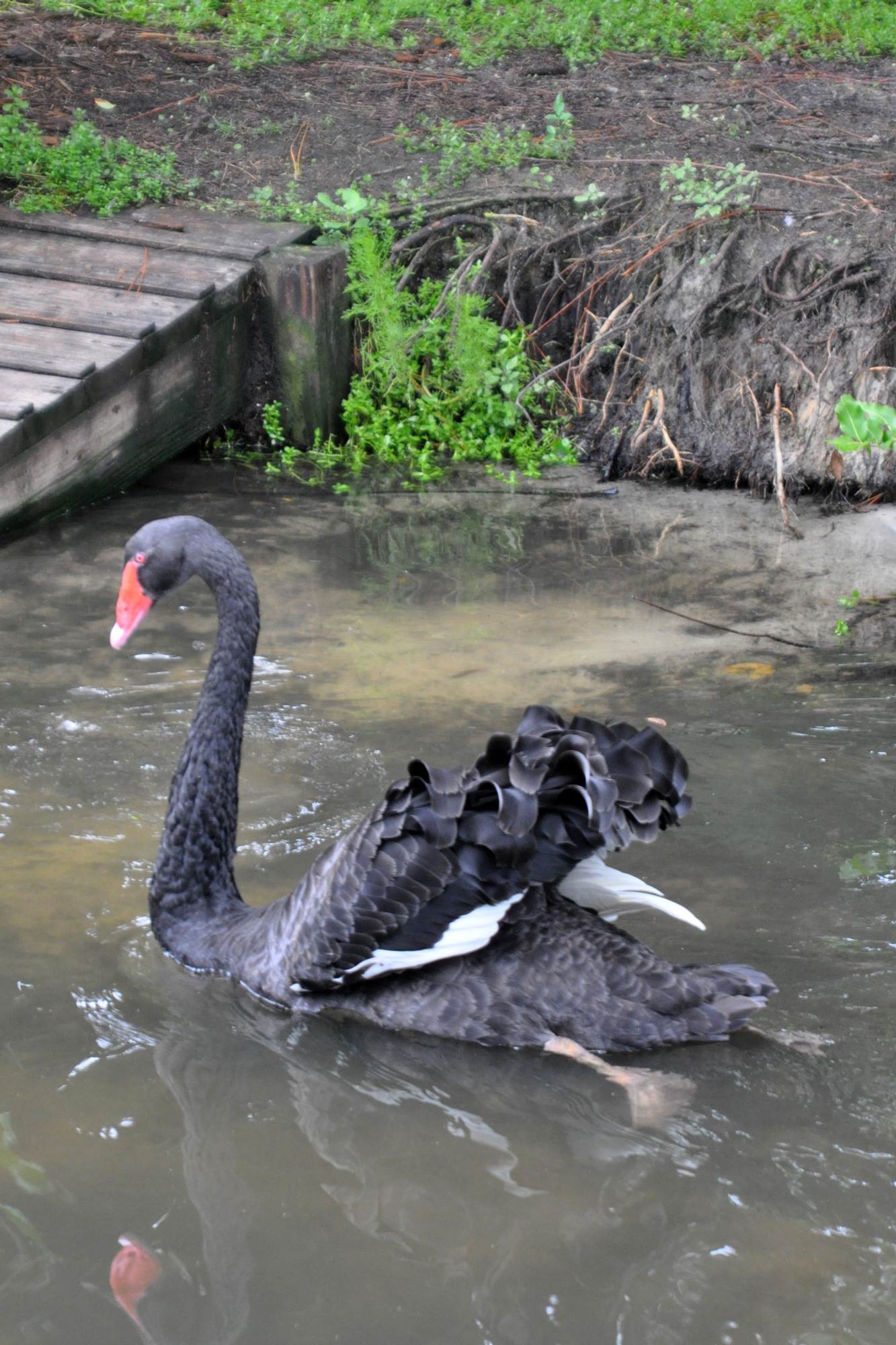 Swan